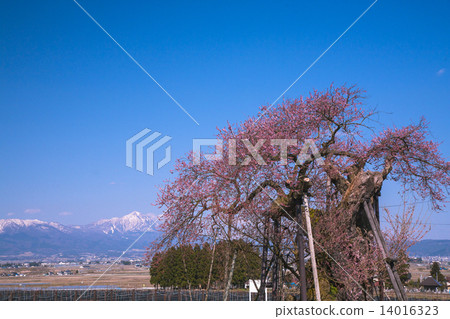 Yonezawa's Chitose cherry tree 1 14016323