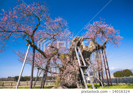Yonezawa's Chitose Cherry Blossoms 2 14016324