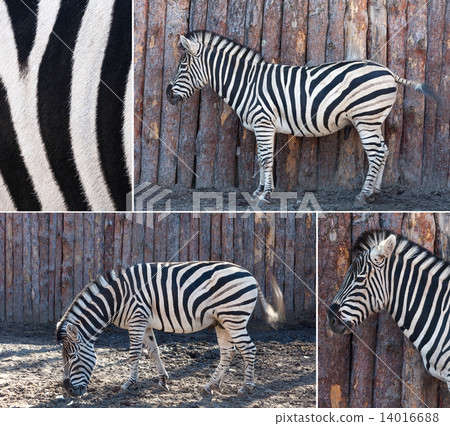 zebra  posing in nature 14016688