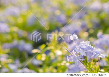 Purple flowers, beautiful natural background, spring Purple flowers, beautiful natural background, spring 14016894