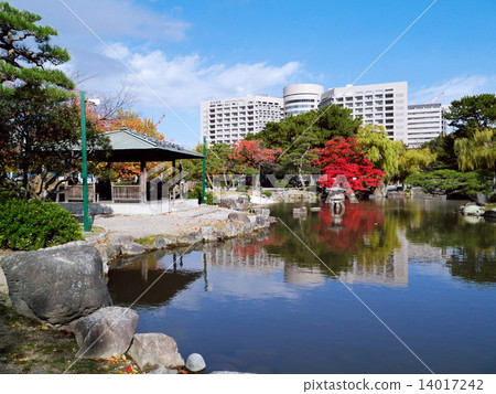 Looking at the Nagoya University Medical School affiliated hospital from Phalaenopsis pond in Tsurumai Park of autumnal leaves 14017242