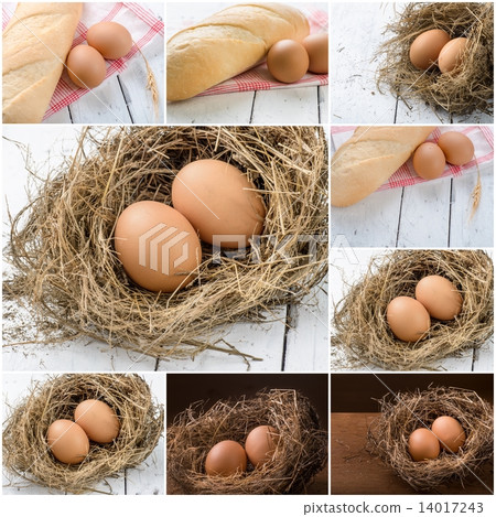 Eggs in nest collection. 14017243