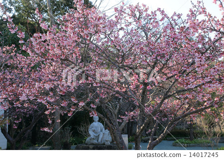 The scarlet cold cherry blossoms at the Temple of the Temple 14017245