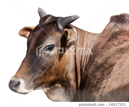 Portrait of Indian cows, isolated 14017331