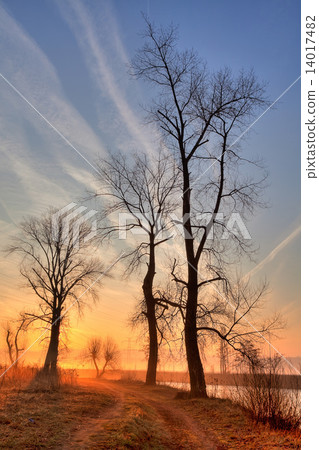 Lonely trees on the field in the mist at sunrise near the river Lonely trees on the field in the mist at sunrise near the river 14017482