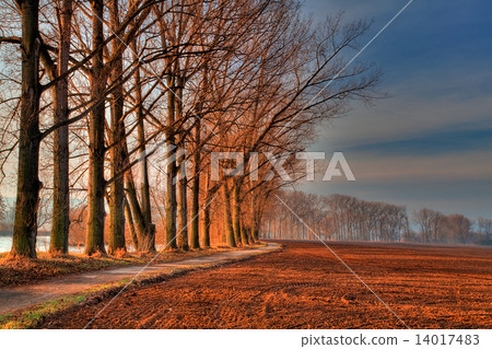 Avenue Of The Trees In Autumn Avenue Of The Trees In Autumn 14017483