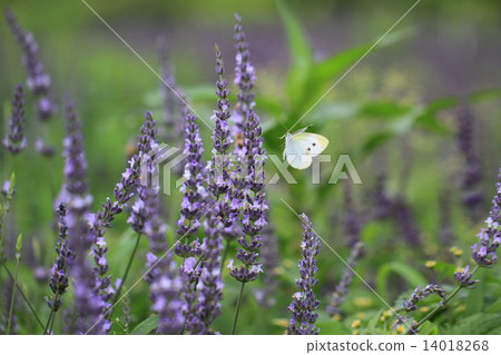 Lavender and cabbage white butterfly Lavender and cabbage white butterfly 14018268
