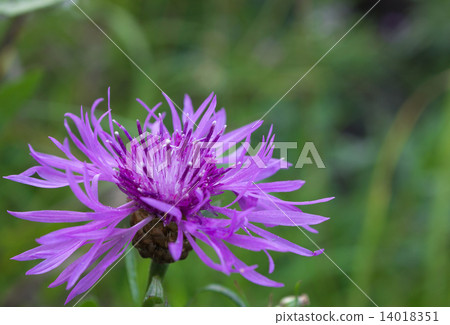 Cornflower grungy (Centaurea scabiosa) Cornflower grungy (Centaurea scabiosa) 14018351