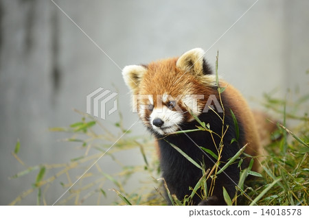 Lesser panda 14018578