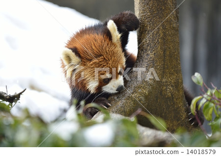 小熊貓 14018579