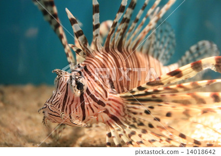 Hanturkey魚 14018642