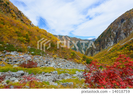 Hokkaido Hodaka Fringe Autumn leaves of late Karl Hokkaido Hodaka Fringe Autumn leaves of late Karl 14018759