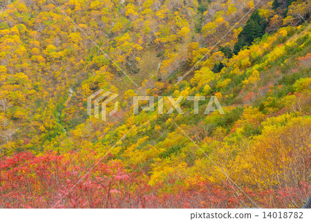 Hokkaido Hodaka Fringe Autumn leaves of late Karl Hokkaido Hodaka Fringe Autumn leaves of late Karl 14018782