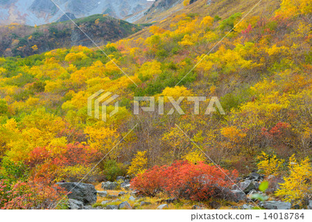 Hokkaido Hodaka Fringe Autumn leaves of late Karl 14018784