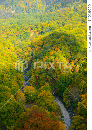Autumn leaves of Aokamori Hakkoda Mountain Foothills Autumn leaves of Aokamori Hakkoda Mountain Foothills 14019009