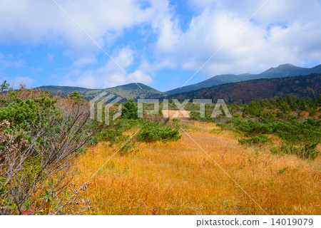 Autumn leaves of Aomori Hakkodayama Hairlessus Autumn leaves of Aomori Hakkodayama Hairlessus 14019079