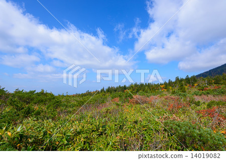 青森Hakkodayama無毛的秋葉 14019082