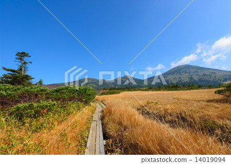 青森Hakkodayama無毛的秋葉 青森Hakkodayama無毛的秋葉 14019094