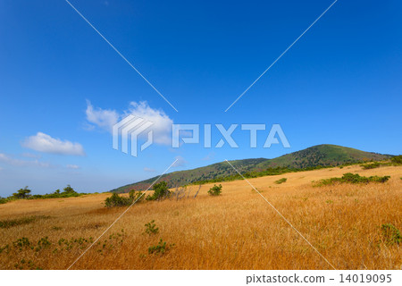 青森Hakkodayama無毛的秋葉 青森Hakkodayama無毛的秋葉 14019095