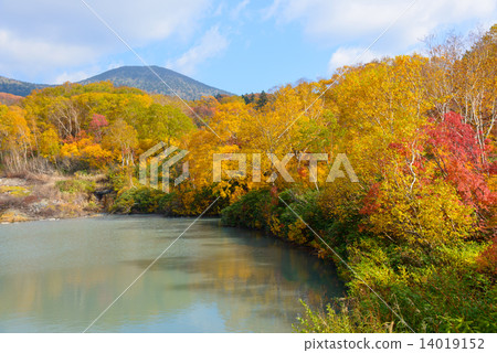 Autumn leaves of Aomori Hakkoda mountain dewa 14019152