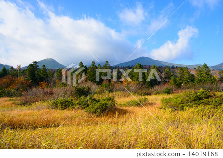 Aomori Hakkoda山和荷花領域的秋葉 14019168