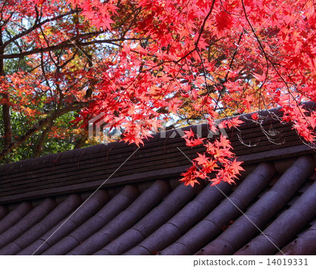 Autumn leaves of Saige-ji 14019331