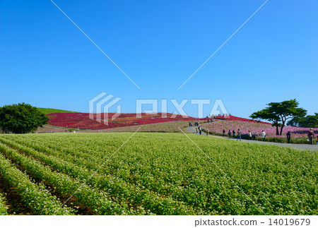 Hitachinaka Ibaraki State-owned Hitachihama Beach Park in autumn Hitachinaka Ibaraki State-owned Hitachihama Beach Park in autumn 14019679