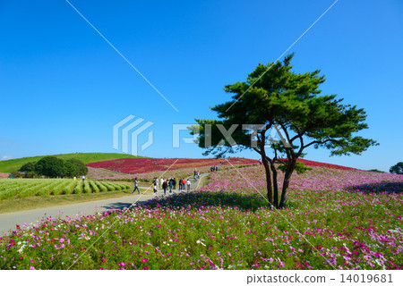 Hitachinaka Ibaraki State-owned Hitachihama Beach Park in autumn 14019681
