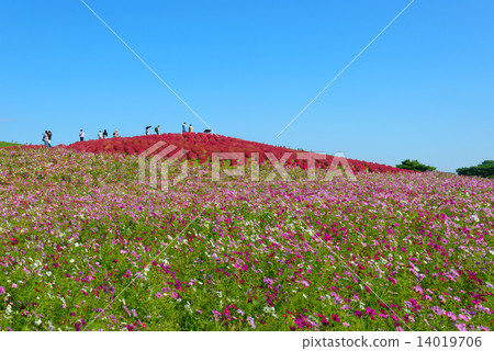 Ibaraki Hitachinaka State-run Hitachi Seaside Park Kokia and Cosmos 14019706