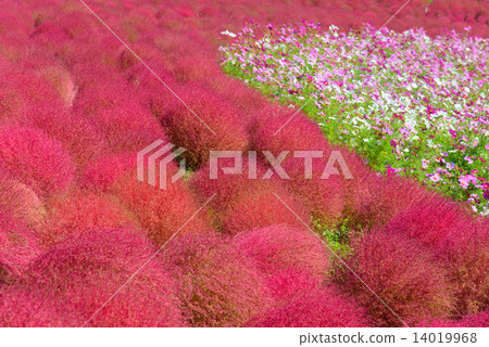Ibaraki Hitachinaka State-owned Hitachi Seaside Park Autumn leaves of Kokia 14019968