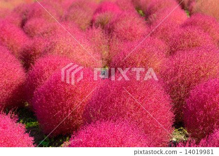 Ibaraki Hitachinaka State-owned Hitachi Seaside Park Autumn leaves of Kokia 14019981