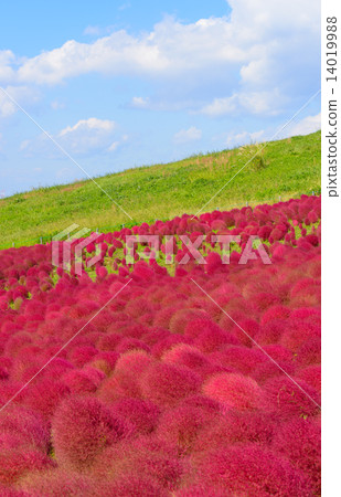 Ibaraki Hitachinaka State-owned Hitachi Seaside Park Autumn leaves of Kokia 14019988