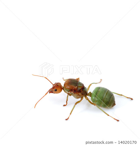 ant ant 14020170