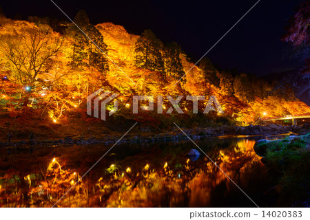 Lighting up autumn leaves of Aichi Toyoda Kosuma River Lighting up autumn leaves of Aichi Toyoda Kosuma River 14020383