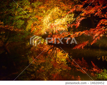 Autumn leaves of Tokyo Komagome Rokugien 14020452