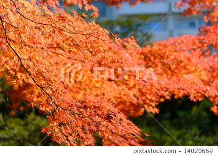 前Furukawa庭院的秋葉在東京 14020669