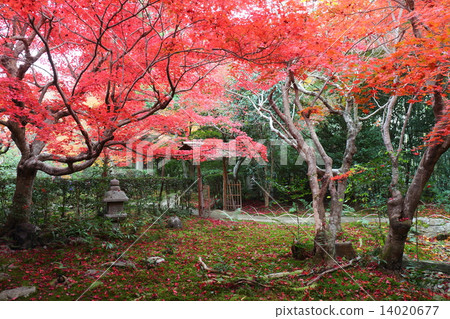 Kyoto autumn's midget 14020677