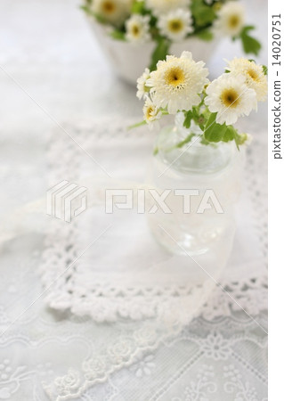 黃菊 黃菊 14020751