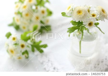 Matriarcharia 14020753