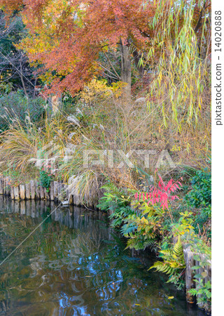 Mukojima Hundred Flower Garden in Tokyo Autumn Mukojima Hundred Flower Garden in Tokyo Autumn 14020888