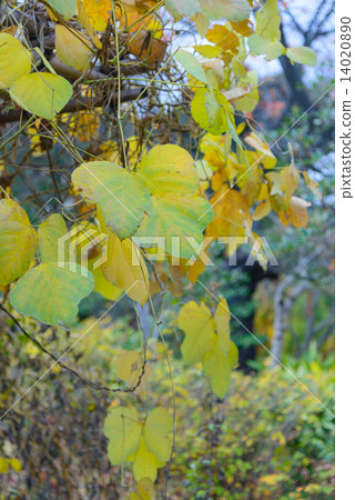 Mukojima Hundred Flower Garden in Tokyo Autumn 14020890