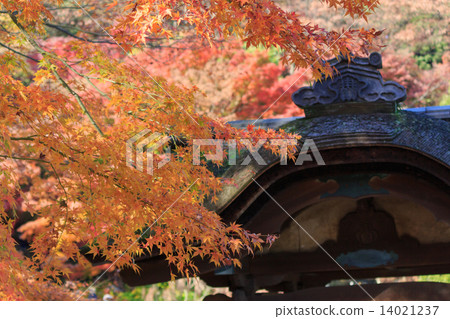 橫濱Sankeien庭院秋葉 14021237