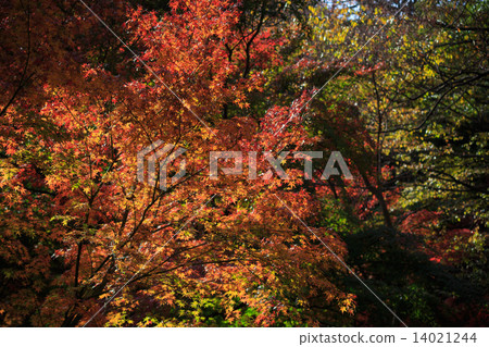 Autumn leaves of Yokohama Sankeien Garden 14021244