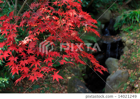 Autumn leaves of Yokohama Sankeien Garden Autumn leaves of Yokohama Sankeien Garden 14021249