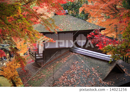 橫濱Sankeien庭院秋葉 橫濱Sankeien庭院秋葉 14021256