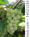 葡萄 14021284