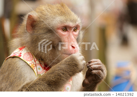 一隻猴子 14021392