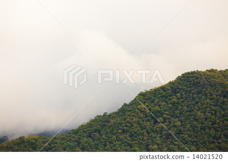 Exotic rainforest landscape 14021520