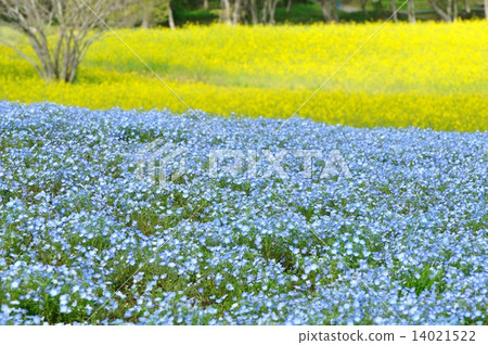 Nemophila和油菜花 Nemophila和油菜花 14021522