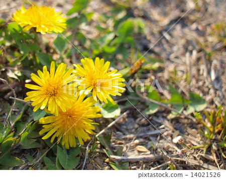  Dandelion 14021526